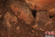 磁县江西发现蜘蛛新物种 为研究呵叻蛛属适应区域提供依据